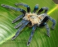 Preview: Cyriopagopus lividus, Spiderling (unbestimmt)