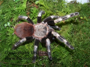 Nhandu chromatus, Weibchen ca. 3 - 4 cm Körper