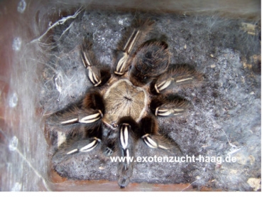 Ephebopus murinus,  Weibchen ca. 3 - 4 cm Körper