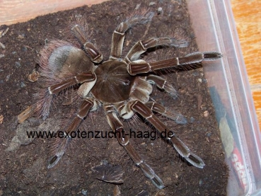 Theraphosa stirmi, Männchen ca. 5 - 6 cm Körper