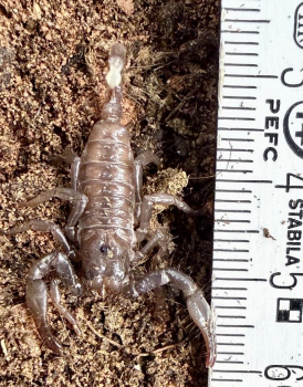 Preview: Pandinus imperator,  Baby NZ 2026