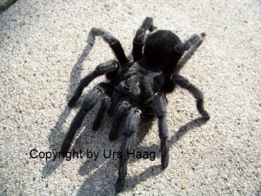 Grammostola pulchra,  Weibchen ca. 2,5 - 3 cm Körper