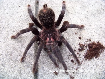 Xenesthis immanis,  Spiderling 2-2,5 cm Körper