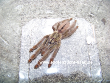 Psalmopoeus cambridgei,  Weibchen ca. 3,5 cm Körper