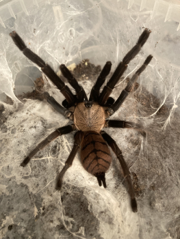 Chilobrachys fimbriatus, Weibchen adult