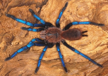 Birupes simoroxigorum,   Spiderling (unbestimmt)