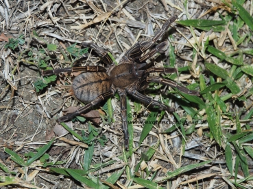 Cyriopagopus albostriatum , Spiderling
