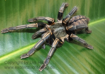 Cyriopagopus albostriatus , Spiderling