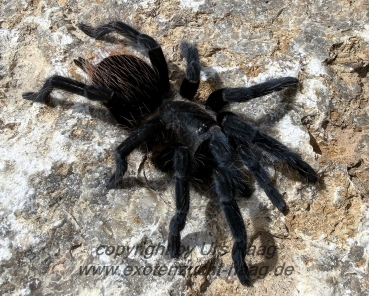Sericopelma angustum,   Weibchen ca. 3-3,5 cm Körper