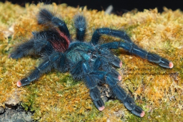 Avicularia avicularia,  Männchen juvenil bis subadult