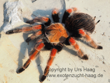 Brachypelma boehmei,  Weibchen ca. 3 - 4 cm Körper