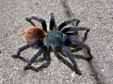 Chromatopelma cyaneopubescens,  Männchen ca. 3 - 4 cm Körper
