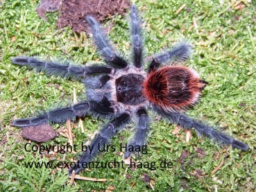 Grammostola iheringi,  Spiderling