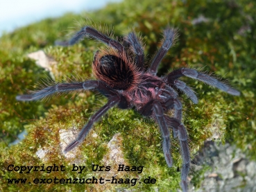 Xenesthis intermedia,  Weibchen  ca. 3 cm Körper