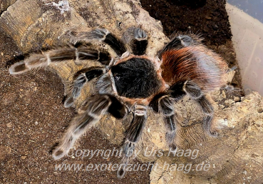 Lasiodora klugi, Weibchen ca. 4 cm Körper