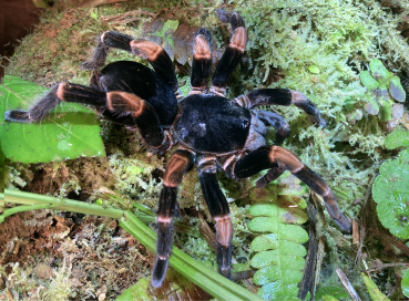 Abdomegaphobema mesomelas, Spiderling