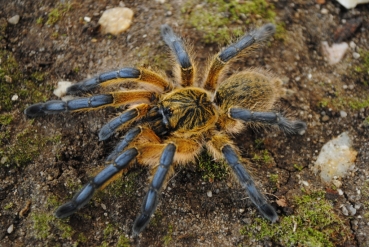 Harpactira pulchripes, Weibchen adult