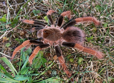 Megaphobema robustum,  Weibchen adult