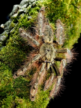 Stromatopelma calceatum, Weibchen adult
