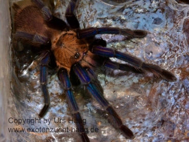 Chilobrachys spec. South-Thailand blue, Spiderling