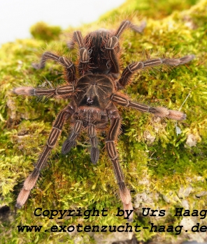 Theraphosa stirmi, Weibchen  ca. 3-4 cm Körper