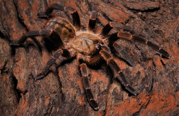 Ornithoctoninae spec.  Veronica, Spiderling