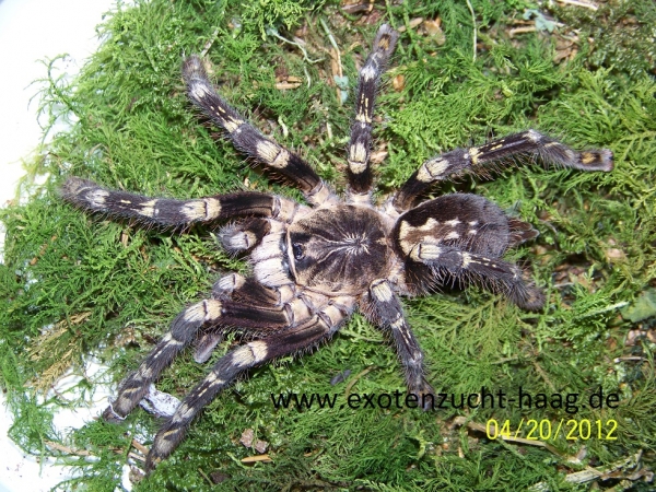 Poecilotheria subfusca,  Spiderling