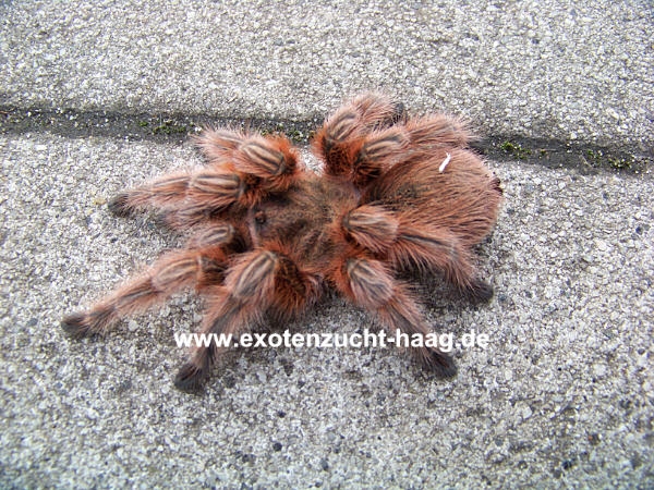 Grammostola rosea, Weibchen ca. 2-2,5 cm Körper