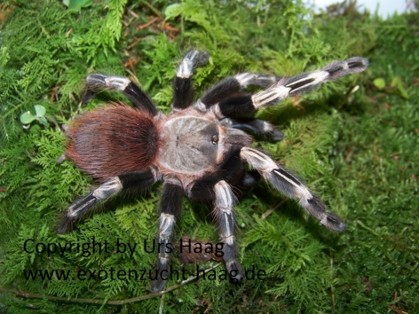 Nhandu chromatus, Weibchen ca. 3 - 4 cm Körper