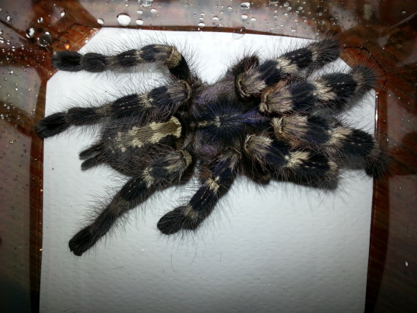 Poecilotheria tigrinawesseli - Spiderling