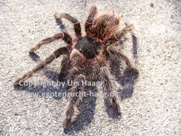 Lasiodora parahybana,  Weibchen ca. 5 cm Körper
