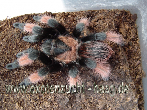 Brachypelma emilia,  Weibchen ca. 2,5 - 3 cm Körper