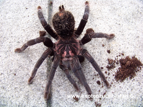 Xenesthis immanis,  Spiderling