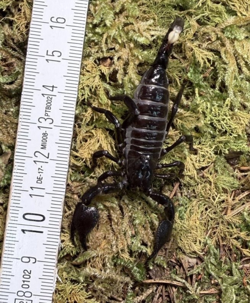 Pandinus imperator,  Juvenil NZ 2025