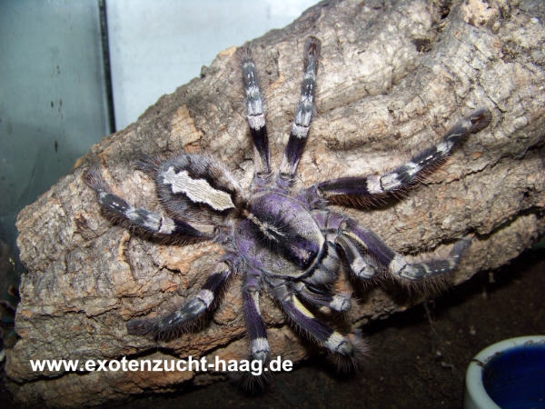 Poecilotheria striata,   Spiderling