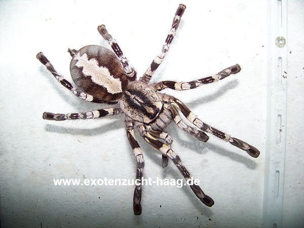 Poecilotheria regalis, Spiderling