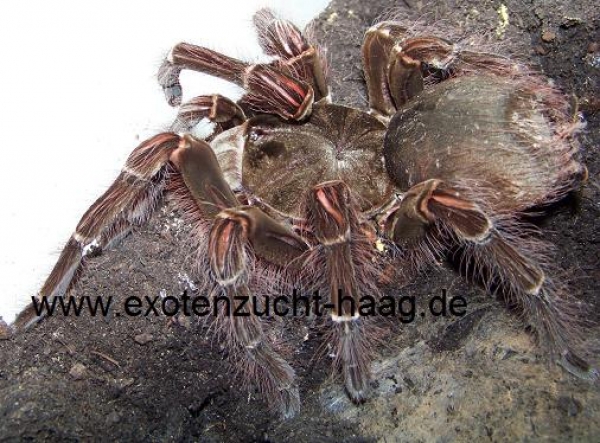 Theraphosa blondi, Männchen  ca. 5 cm Körper