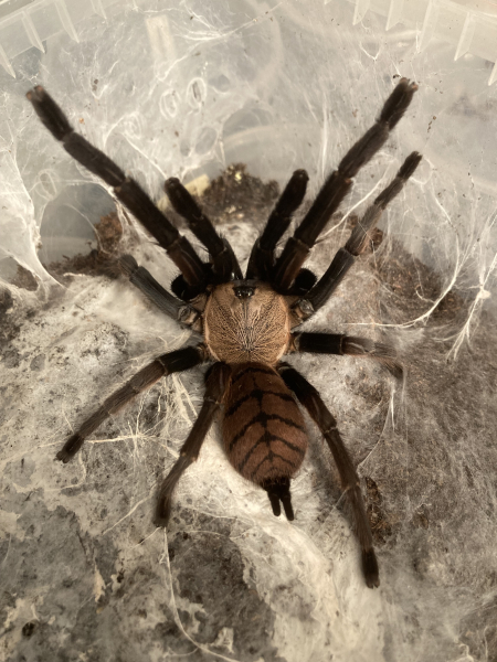 Chilobrachys fimbriatus, Weibchen adult