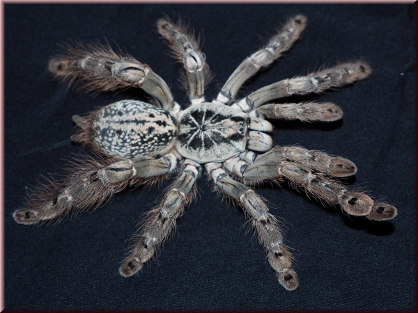 Heteroscodra maculata, Männchen subadult