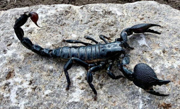 Pandinus imperator,  Juvenil NZ 2025