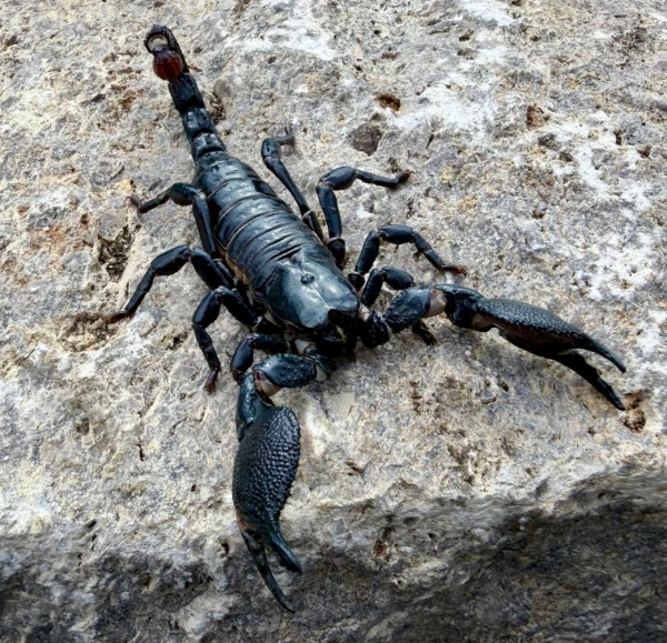 Pandinus imperator,  Juvenil NZ 2025