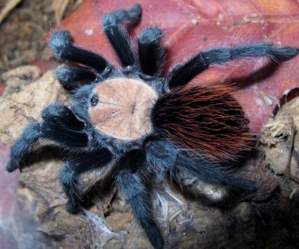 Brachypelma albiceps,  juvenil