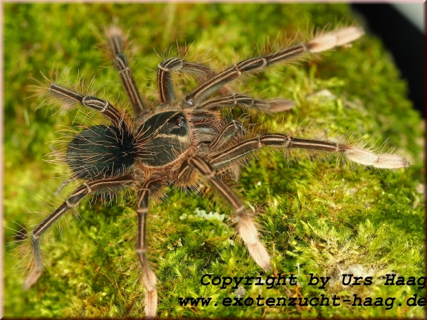 Theraphosa apophysis,  Weibchen ca.  5 - 6 cm Körper