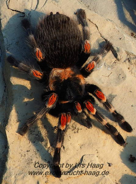 Brachypelma auratum, Weibchen ca. 3 - 3,5 cm Körper