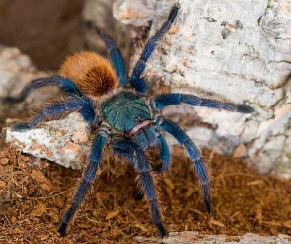 Chromatopelma cyaneopubescens, juvenile