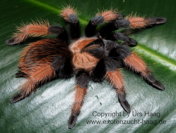 Brachypelma emilia,  Spiderling