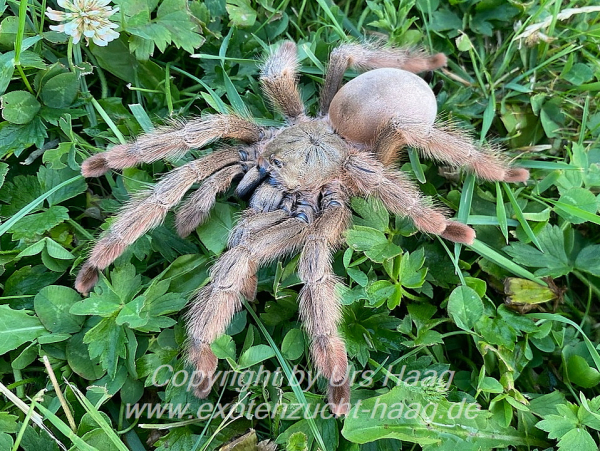 Psalmopoeus emeraldus,  Weibchen adult