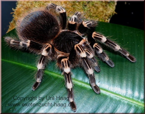 Acanthoscurria geniculata,  Männchen adult