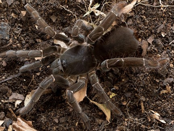 Hysterocrates gigas, Weibchen subadult