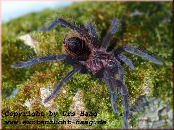 Xenesthis intermedia,  Weibchen  ca. 3 cm Körper